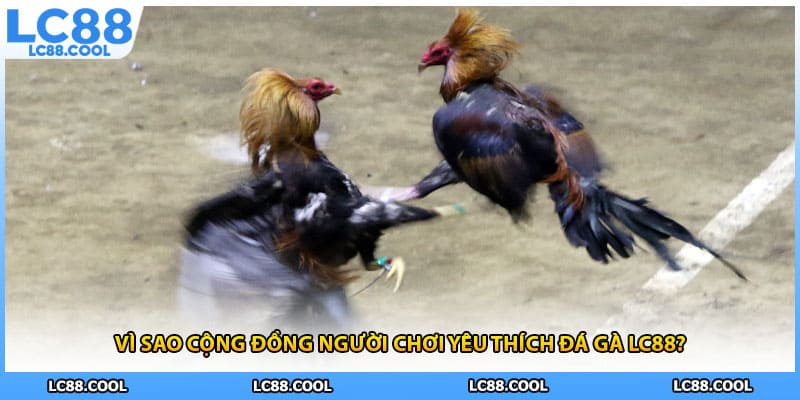 Vì sao cộng đồng người chơi yêu thích đá gà LC88?